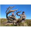 Image 2 : 2023 Alaska Peninsula Trophy Caribou Hunt for 2 Hunters