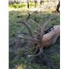 Image 2 : New Mexico Special Elk License