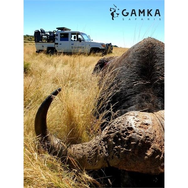 7-Day South Africa Cape Buffalo Hunt for Two (2) Hunters