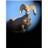 Image 2 : 2023 Texas Desert Bighorn Sheep Permit