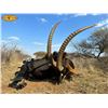 Image 2 : 10-Day Thabazimbi, South Africa Guided Plains Game Safari for Two (2) Hunters for One (1) Nyala and