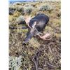 Image 8 : Hunts for the Brave - 2023 Utah Shiras Moose Hunt