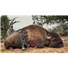 Image 2 : 2023 Utah Statewide Bison Conservation Permit