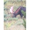 Image 2 : 2023 Wyoming Governor’s Moose Tag