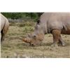 Image 1 : 7-Day Limpopo White Rhino Hunt for One (1) Hunter & One (1) Non-Hunter