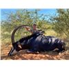 Image 2 : 10-Day ARCHERY ONLY Plains Game Hunt for Two (2) Hunters and Two (2) Observers
