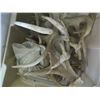 Image 2 : CONTAINER OF ASSORTED ANTLERS