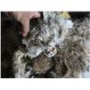 Image 4 : BOX OF BOBCAT HEAD MOUNTS & TUB OF BOBCAT GREEN DRIED HIDES