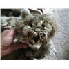 Image 5 : BOX OF BOBCAT HEAD MOUNTS & TUB OF BOBCAT GREEN DRIED HIDES