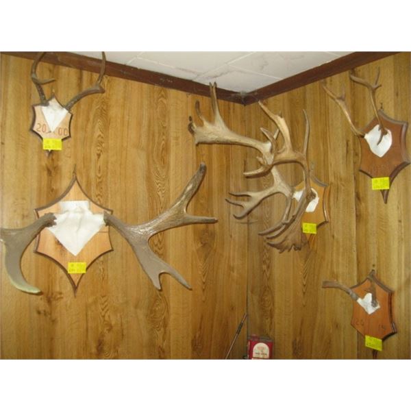 5 SETS OF ANTLERS