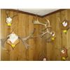 Image 1 : 5 SETS OF ANTLERS
