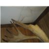 Image 2 : 5 SETS OF ANTLERS