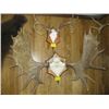 Image 1 : 4 SETS OF ANTLERS
