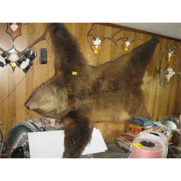 LG. GRIZZLY HIDE, OLD, RIPPED ON 1 SHOULDER