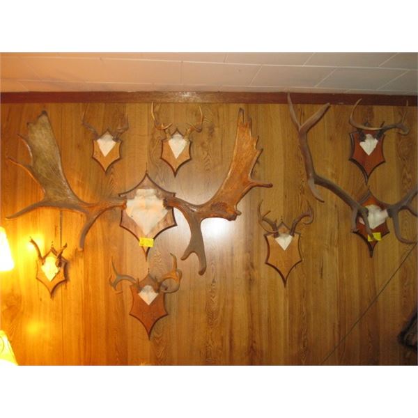 8 SETS OF ANTLERS