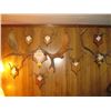 Image 1 : 8 SETS OF ANTLERS