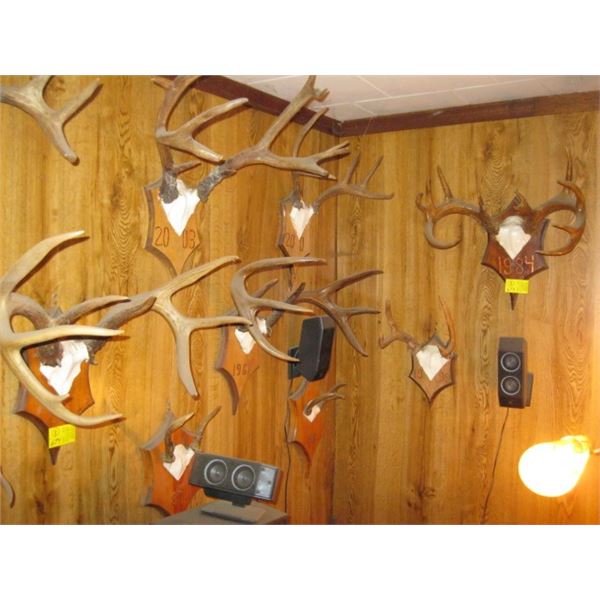 8 SETS OF ANTLERS