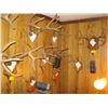 Image 1 : 8 SETS OF ANTLERS
