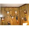 Image 2 : 8 SETS OF ANTLERS