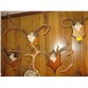Image 2 : 8 SETS OF DEER ANTLERS