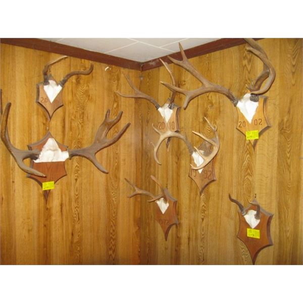 7 ANTLER SETS