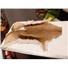 Image 1 : SMALL ANIMAL SKIN