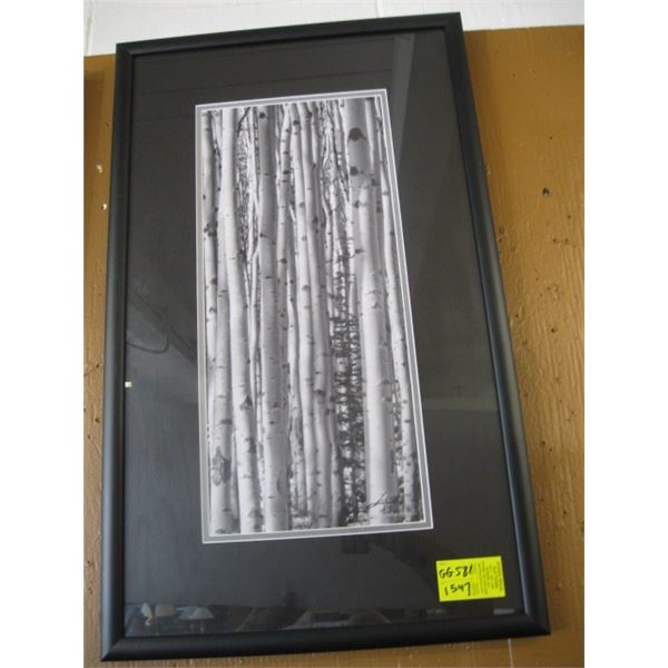 FRAMED PICTURE OF POPLAR TREES