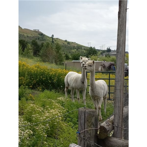 2 ALPACAS & HAY. FEMALES (NOT FOR BREEDING). NAMES ARE "ELECTRA" & "JANESSA"