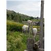 Image 1 : 2 ALPACAS & HAY. FEMALES (NOT FOR BREEDING). NAMES ARE "ELECTRA" & "JANESSA"