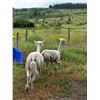 Image 2 : 2 ALPACAS & HAY. FEMALES (NOT FOR BREEDING). NAMES ARE "ELECTRA" & "JANESSA"