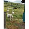 Image 3 : 2 ALPACAS & HAY. FEMALES (NOT FOR BREEDING). NAMES ARE "ELECTRA" & "JANESSA"