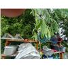 Image 1 : CONTENTS OF TOP 2 SHELVES, SNOW FENCE WIRE, BASKETBALL HOOP, FEED BAGS, ETC.