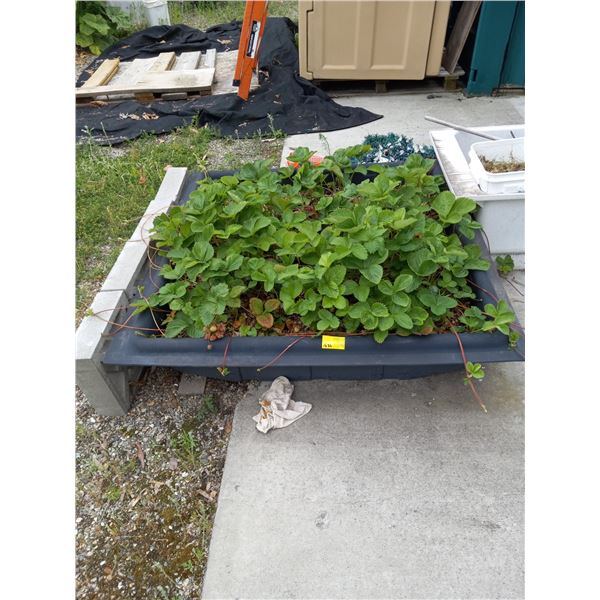 LG. CONTAINER W/STRAWBERRY PLANTS