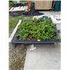 Image 1 : LG. CONTAINER W/STRAWBERRY PLANTS