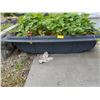 Image 2 : LG. CONTAINER W/STRAWBERRY PLANTS