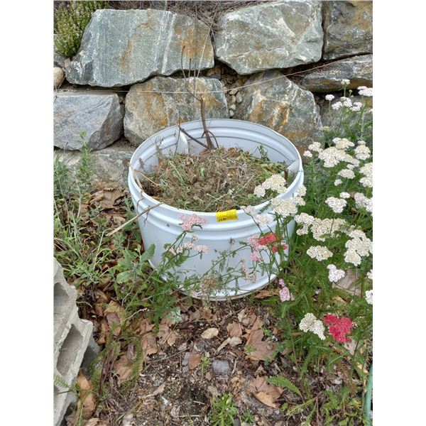 OLD WASHTUB USED AS A PLANTER