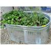 Image 1 : METAL TROUGH W/PLANTS & SMALL TUB W/PLANTS