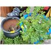 Image 2 : TUB W/POTATOES, 2 FLOWER POTS & BLACK POT