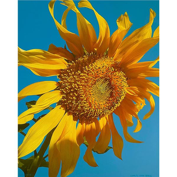 SUNFLOWER 2 by Charles Lynn Bragg