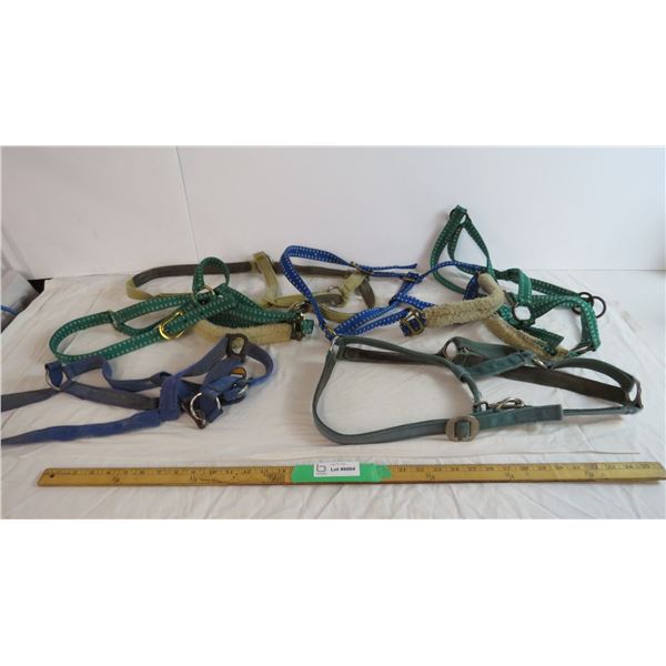 (6) Web Halters