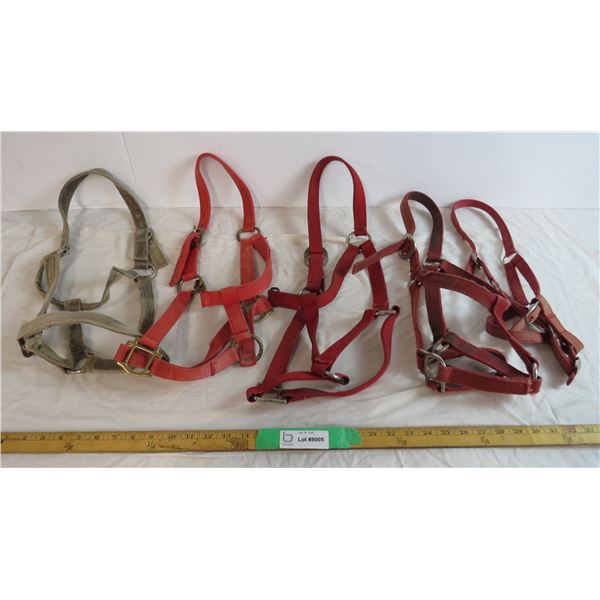 (5) Web Halters