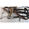 Image 3 : (2) Hackamore Bridles, one with split reins