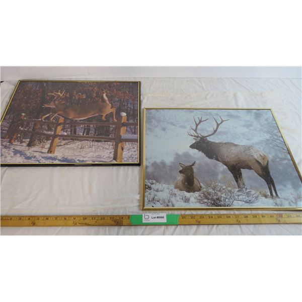 Deer and Elk Framed pictures