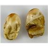 Image 2 : Pair of Montana Bull Elk Teeth #1
