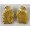 Image 2 : Pair of Montana Bull Elk Teeth #2