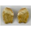 Image 3 : Pair of Montana Bull Elk Teeth #2