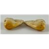 Image 2 : Pair of Montana Bull Elk Teeth #3