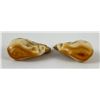 Image 2 : Pair of Montana Bull Elk Teeth #5