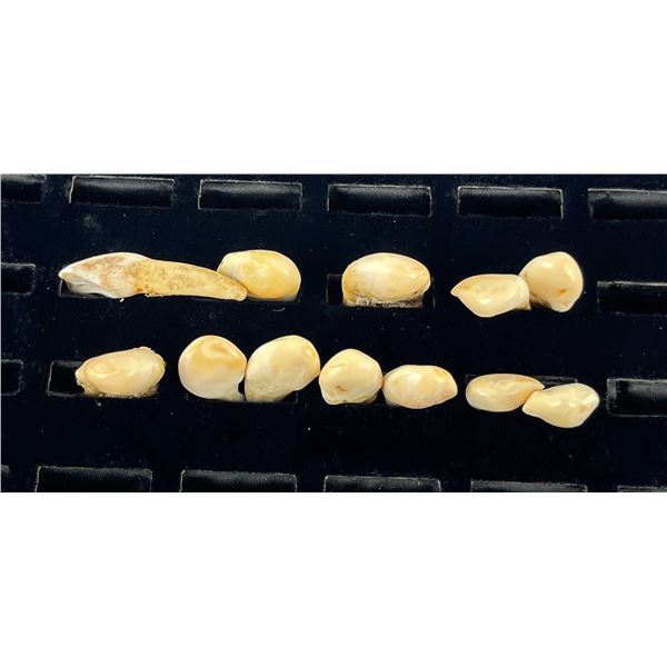 13 Montana Bull Elk Teeth
