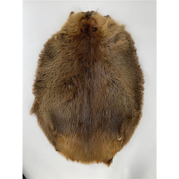 Montana Taxidermy Beaver Fur Pelt
